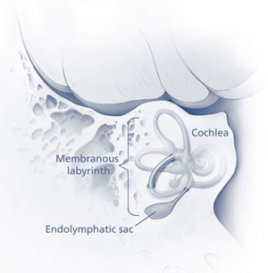 Location of endolymphatic sac