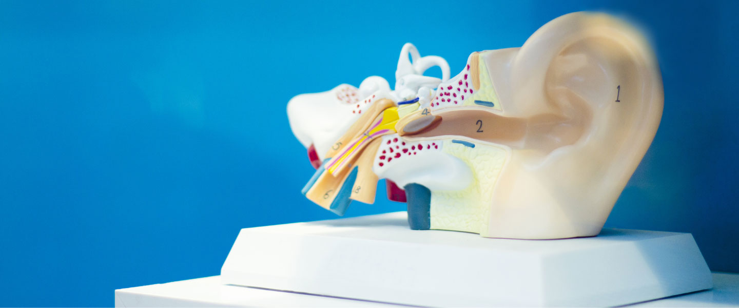 Diagram of the inner ear